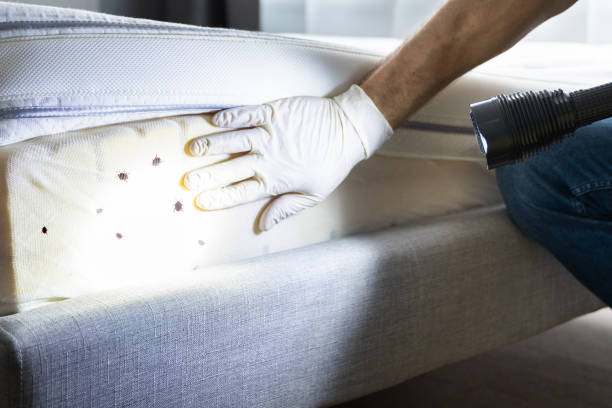 Professional Pest Control in Wauchula, FL